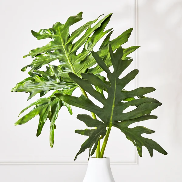 Philo Leaf 3 Philo Leaf