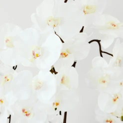 Nikki Chu - Orchid In Black Vase -Home Decor webimage 168213601 DTL