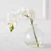 Phaleanopsis 1 Stem With Glass 2 Phaleanopsis 1 Stem With Glass -Home Decor webimage 200010845 jpg