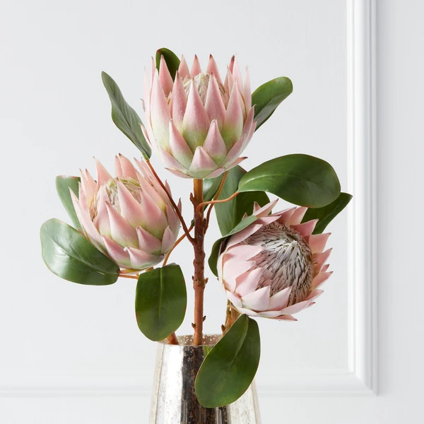 Protea Queen Spray - Set Of 3 3 Protea Queen Spray - Set Of 3