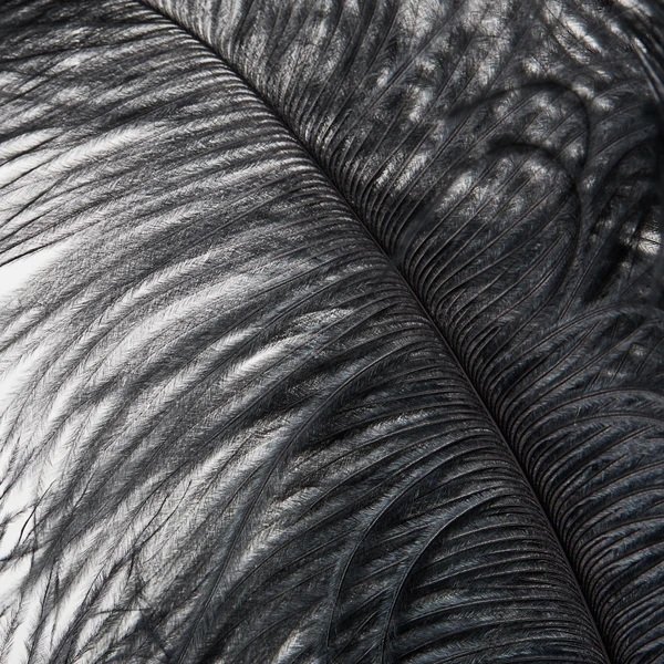 Ostrich Spray - Set Of 3 8 Ostrich Spray - Set Of 3 - Image 6