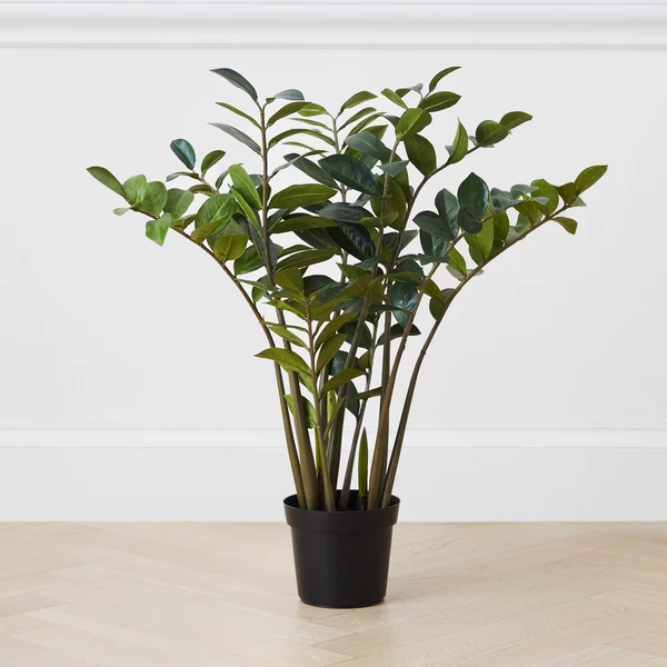 Zamioculas Tree 3 Zamioculas Tree