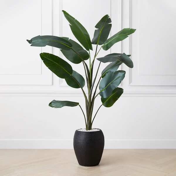 Banana Palm Tree 3 Banana Palm Tree