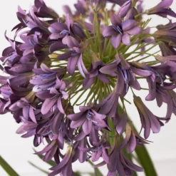 Faux Potted Agapanthus -Home Decor webimage 207919623 dtl1