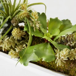 Succulent Assortment In Wood Tray -Home Decor webimage 207999710 dtl1