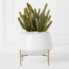 Donkey Tail In Bowl With Stand 2 Donkey Tail In Bowl With Stand -Home Decor webimage 207999712