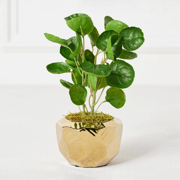 Eucalyptus In Geometric Planter 4 Eucalyptus In Geometric Planter - Image 2