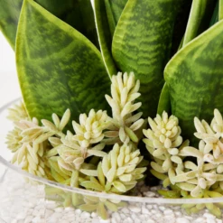 Mother In Law's Tongue Succulent With Bowl 7 Mother In Law's Tongue Succulent With Bowl -Home Decor webimage 207999718 dtl
