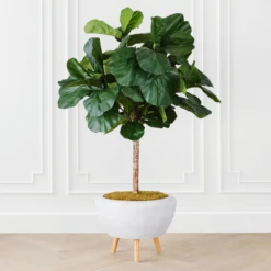Fiddle Leaf Tree In Bowl