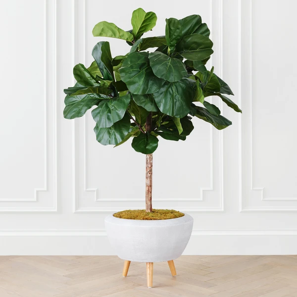 Fiddle Leaf Tree In Bowl 3 Fiddle Leaf Tree In Bowl