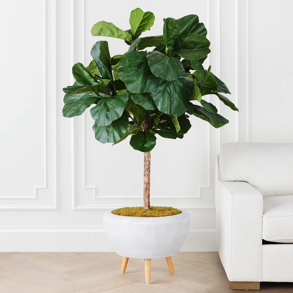 Fiddle Leaf Tree In Bowl 4 Fiddle Leaf Tree In Bowl - Image 2