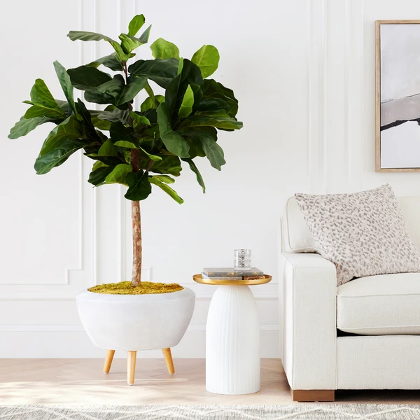 Fiddle Leaf Tree In Bowl 7 Fiddle Leaf Tree In Bowl - Image 5