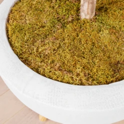 Fiddle Leaf Tree In Bowl 10 Fiddle Leaf Tree In Bowl -Home Decor webimage 207999719 dtl2 1