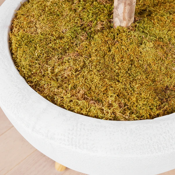 Fiddle Leaf Tree In Bowl 6 Fiddle Leaf Tree In Bowl - Image 4