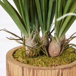 Areca In Wood Stand -Home Decor webimage 207999721 dtl1