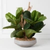 Fiddle Leaf Branches In Bowl -Home Decor webimage 207999724
