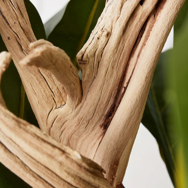 Fiddle Leaf Branches In Bowl 5 Fiddle Leaf Branches In Bowl - Image 3
