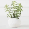 Tree Succulents In Planter -Home Decor webimage 207999954 1