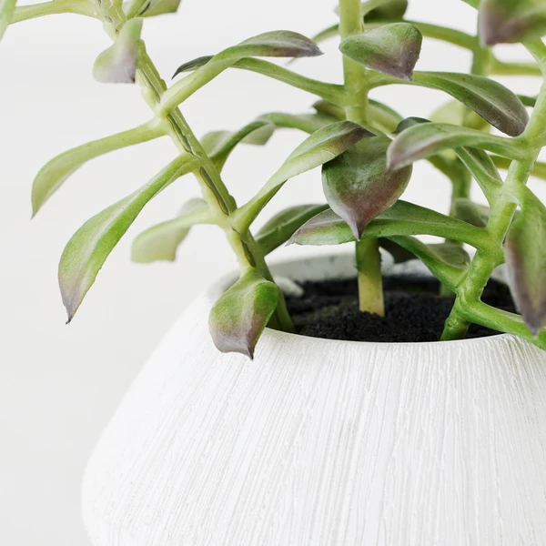 Tree Succulents In Planter 4 Tree Succulents In Planter - Image 2