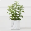 Tree Succulents In Marble Pot -Home Decor webimage 207999966 1