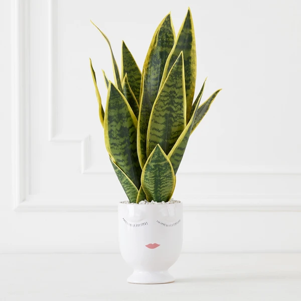 Mother In Law's Tongue/Selfie With Vase 3 Mother In Law's Tongue/Selfie With Vase