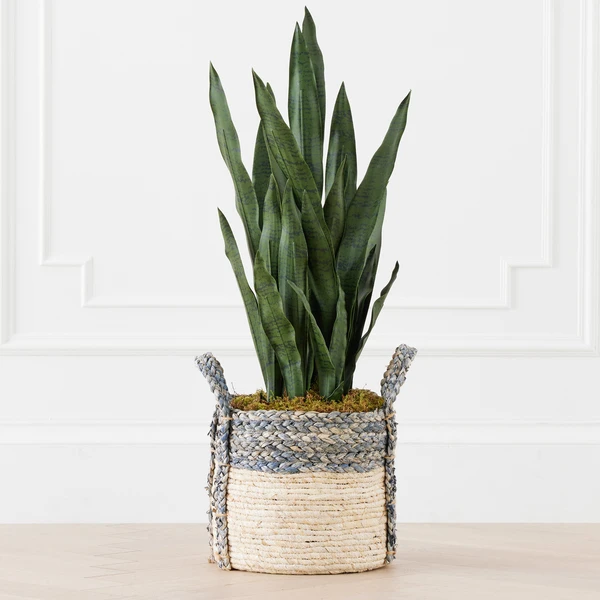 Mother In Law's Tongue In Basket 3 Mother In Law's Tongue In Basket