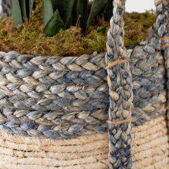 Mother In Law's Tongue In Basket 8 Mother In Law's Tongue In Basket -Home Decor webimage 207999974 dtl1 1