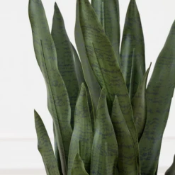 Mother In Law's Tongue In Basket 9 Mother In Law's Tongue In Basket -Home Decor webimage 207999974 dtl2 1