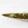 Bag Of Moss 1 Bag Of Moss -Home Decor webimage 209584091