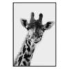 Exotic Animals 4 -Home Decor webimage 630101052 jpg 1
