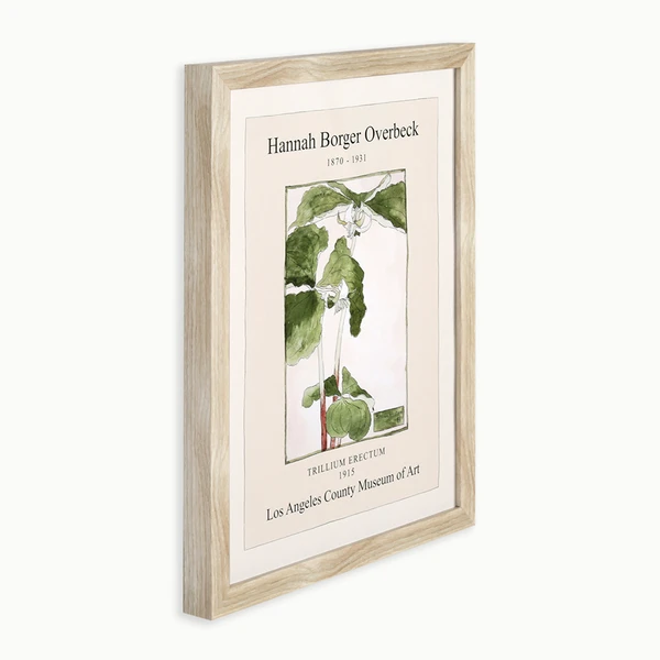 Overbeck Trillium Erectum 4 Overbeck Trillium Erectum - Image 2