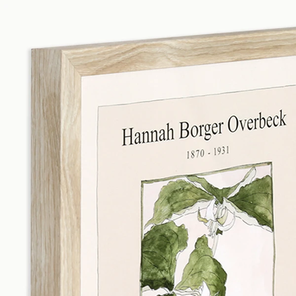 Overbeck Trillium Erectum 5 Overbeck Trillium Erectum - Image 3