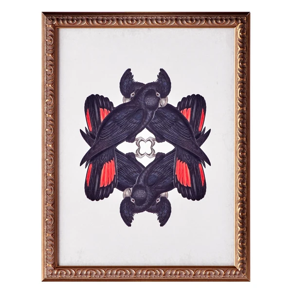 Calyptorhynchus Banksi 3 Calyptorhynchus Banksi