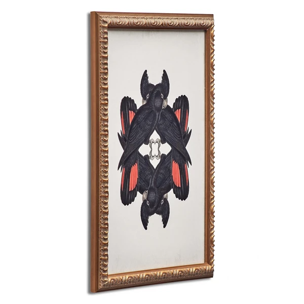 Calyptorhynchus Banksi 4 Calyptorhynchus Banksi - Image 2