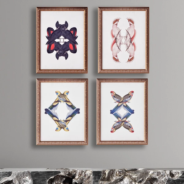 Calyptorhynchus Banksi 5 Calyptorhynchus Banksi - Image 3