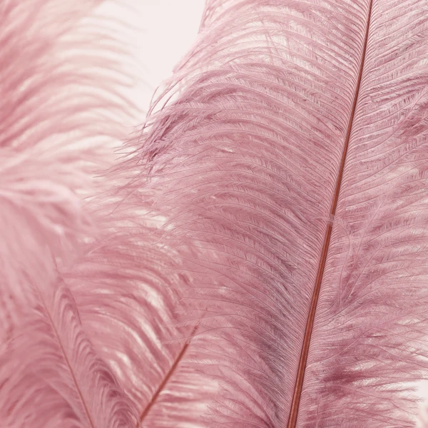 Ostrich Spray - Set Of 3 7 Ostrich Spray - Set Of 3 - Image 5